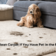 How To Clean Carpet If You Have Pet In the Property?