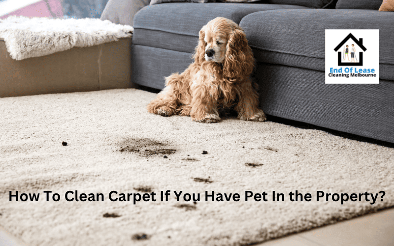 How To Clean Carpet If You Have Pet In the Property?